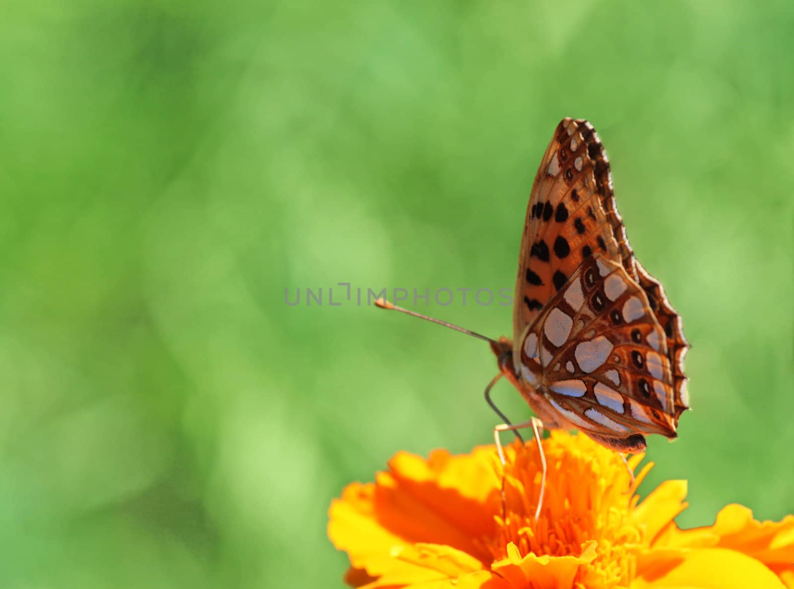 butterfly (Painted Lady) sitting on flower (marigold)