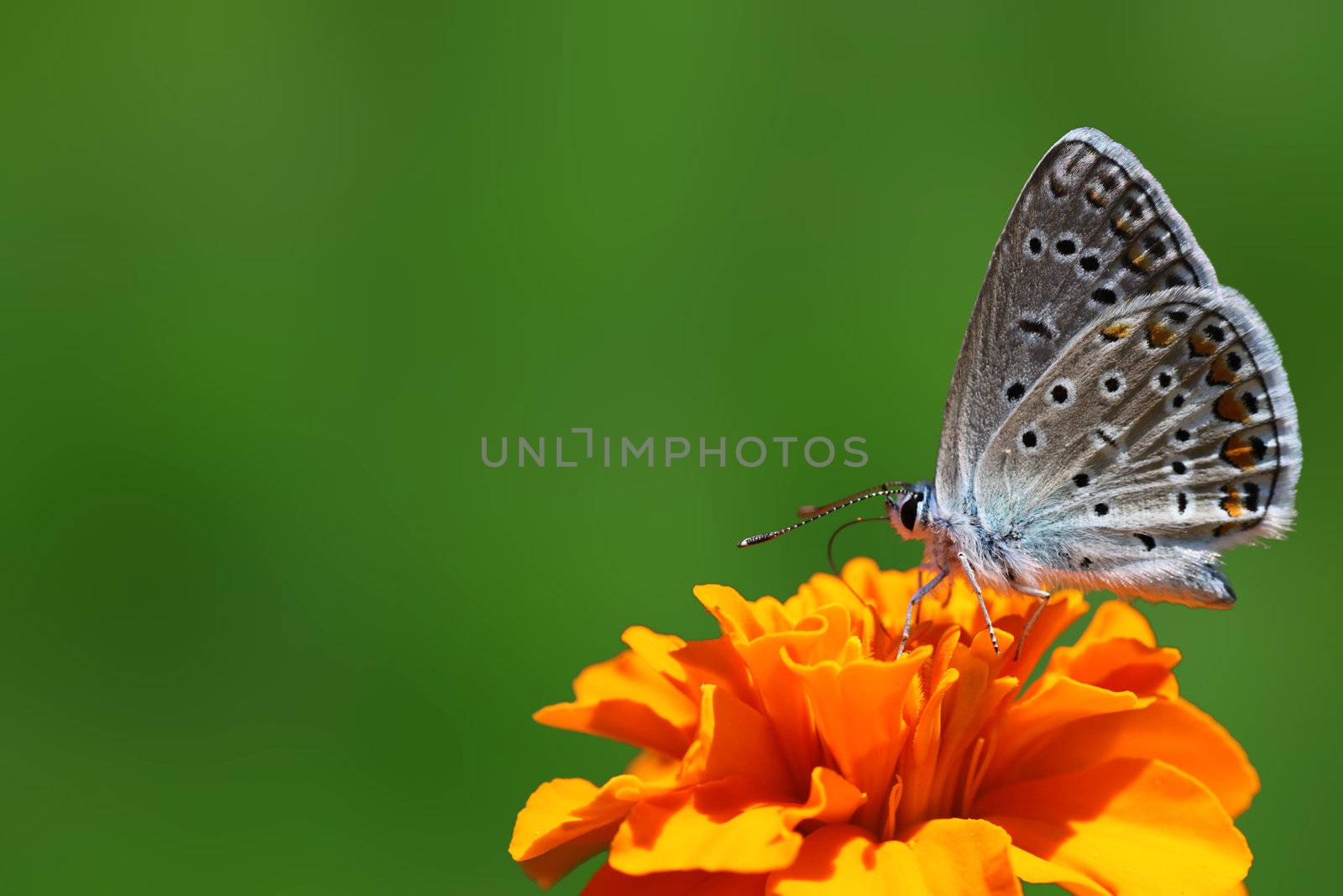 butterfly on marigold by romantiche
