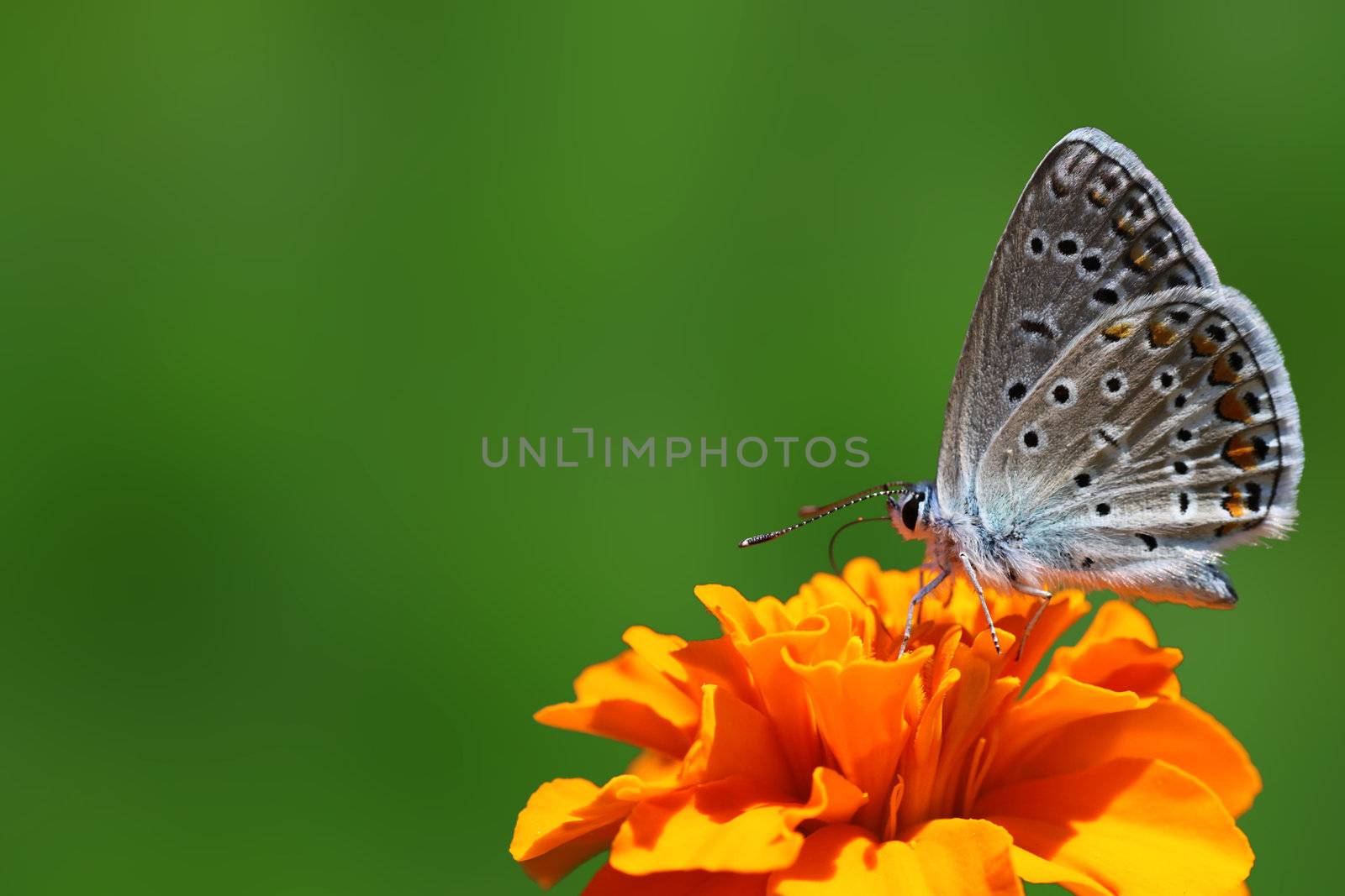 butterfly (lycaenidae) sitting on flower (marigold)