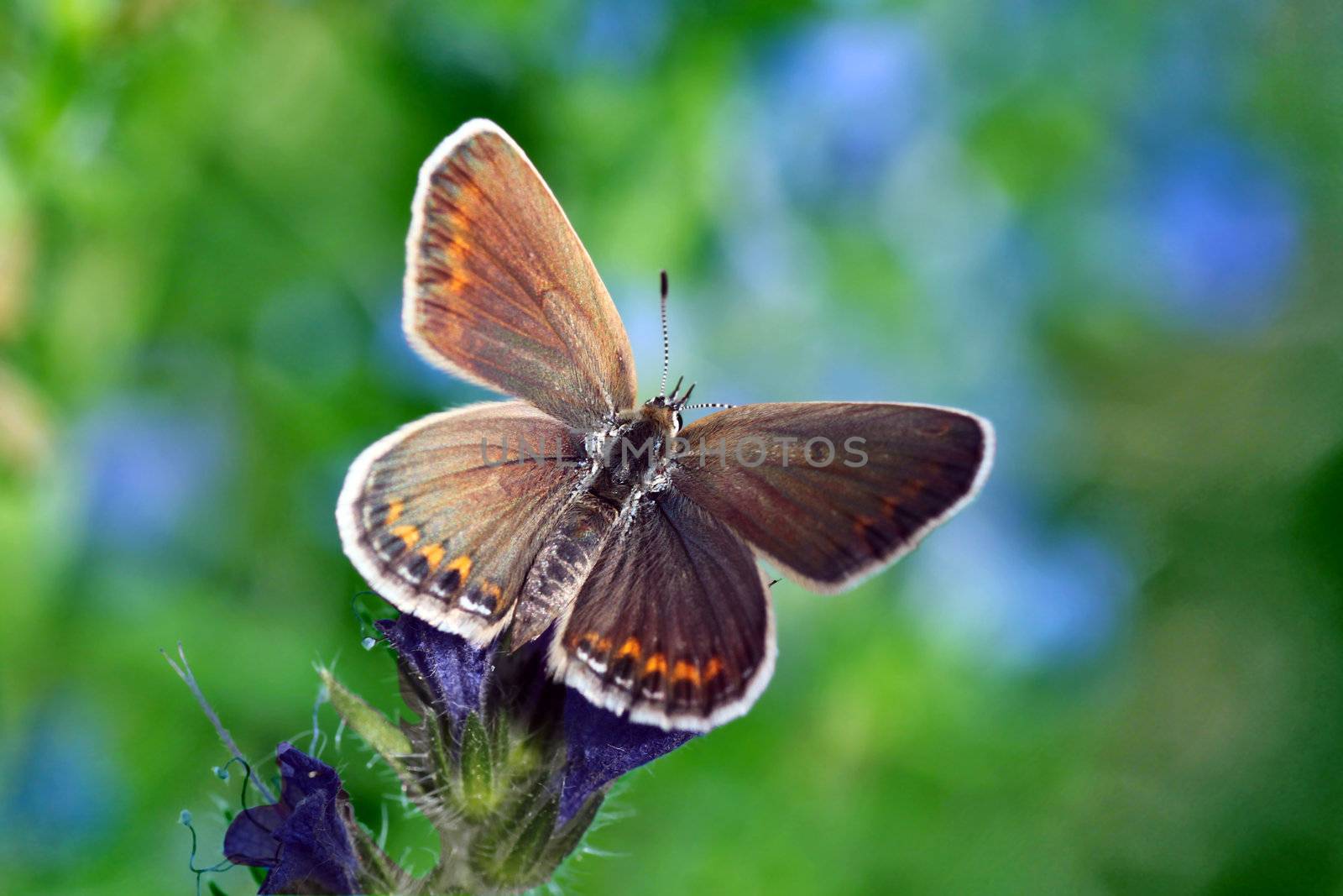 butterfly (lycaenidae) sitting on wild flower