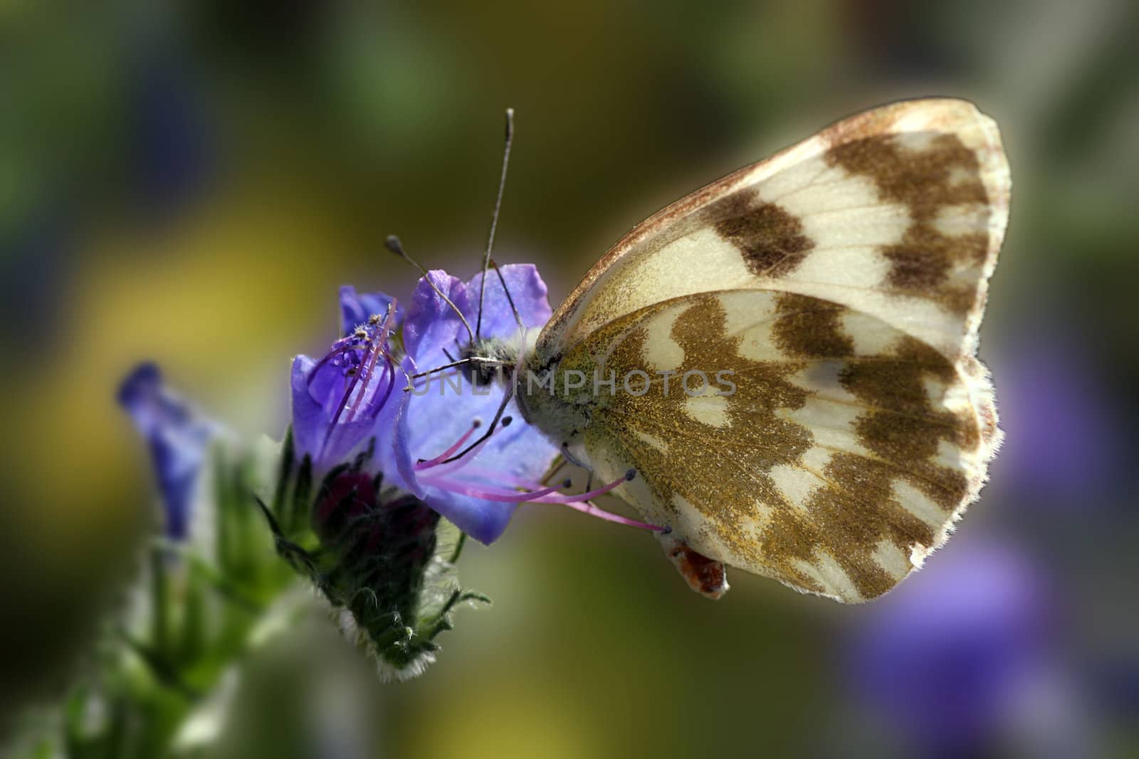 butterfly (pontia daplidice) on a wild flower