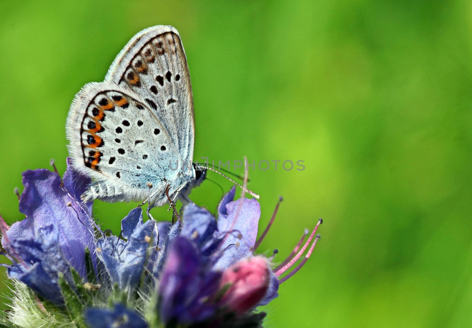 butterfly (lycaenidae) sitting on flower