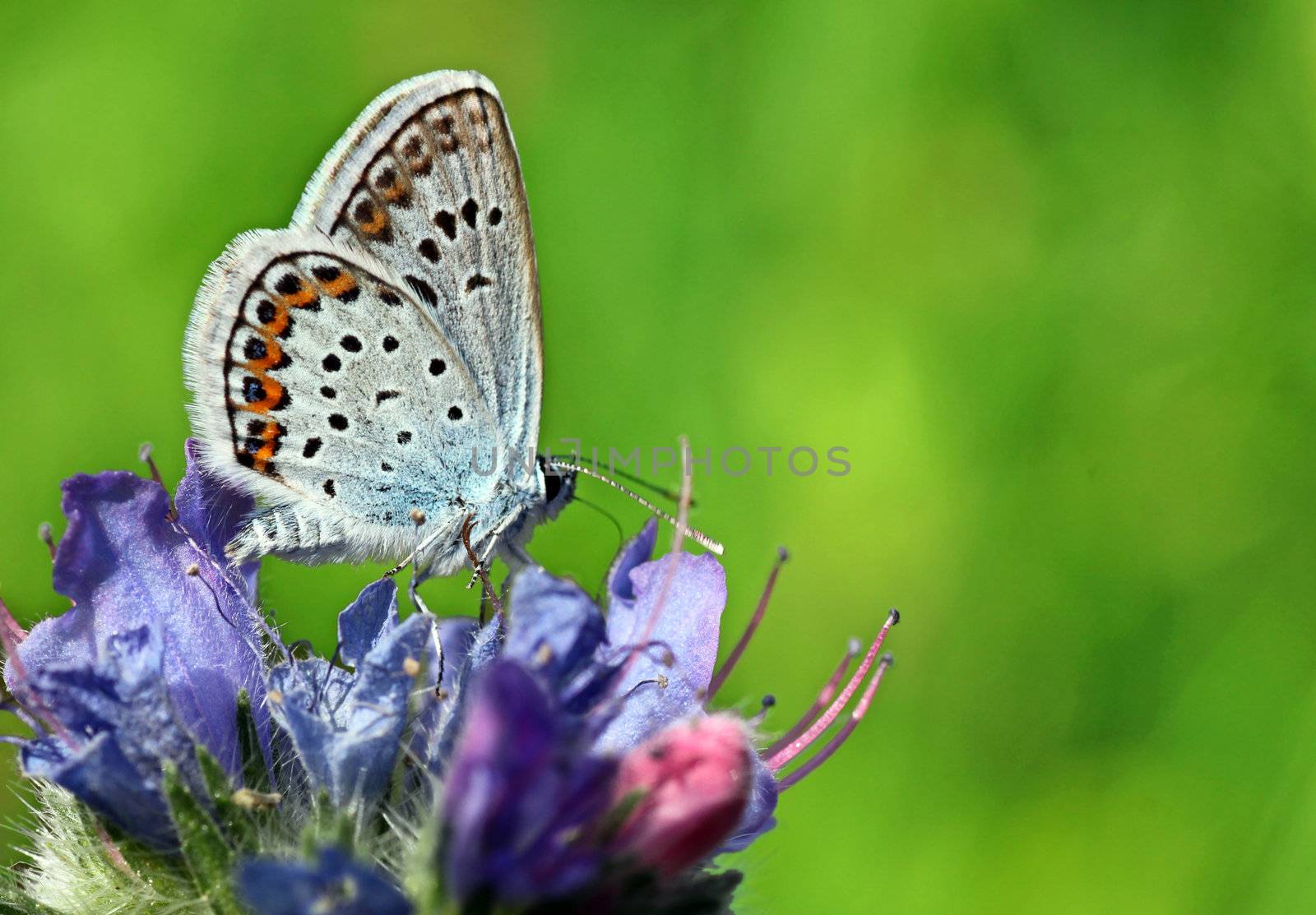 butterfly on flower by romantiche