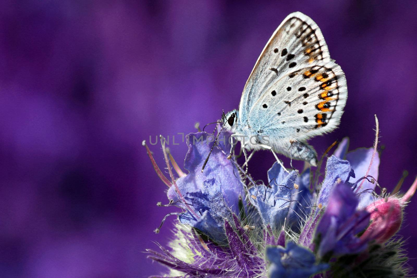 butterfly (lycaenidae) on wild flower