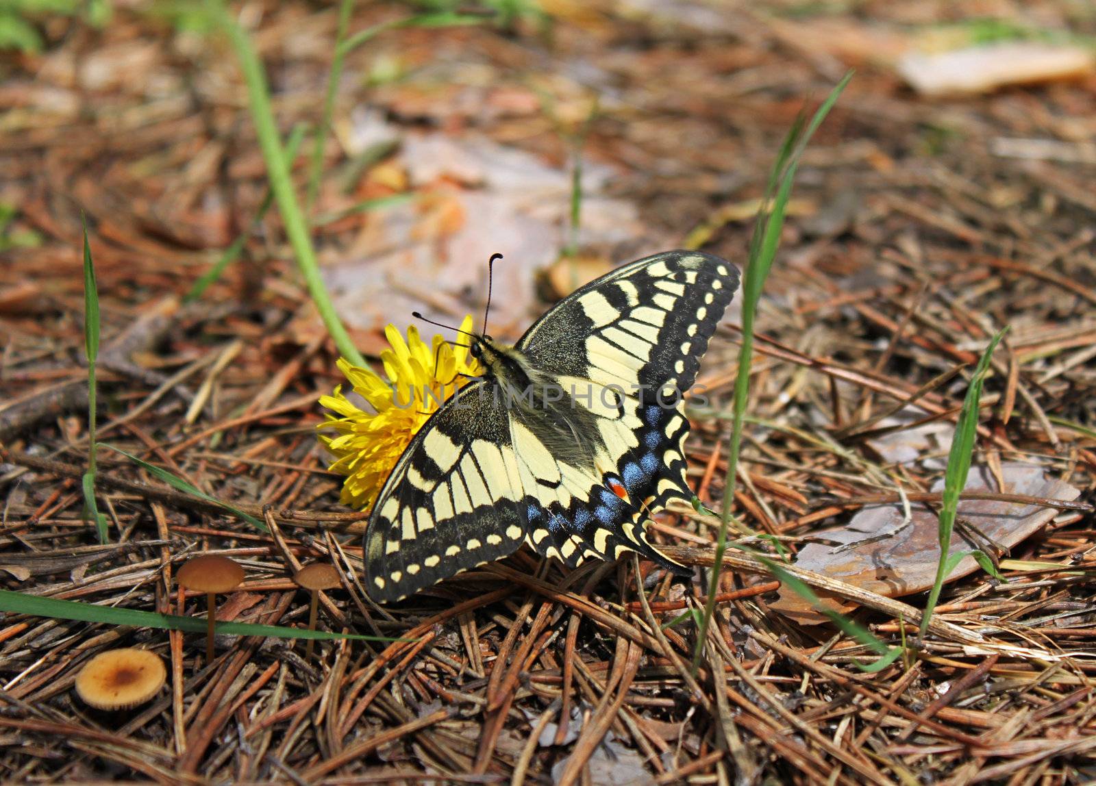 butterfly (machaon) sitting on flower in forest