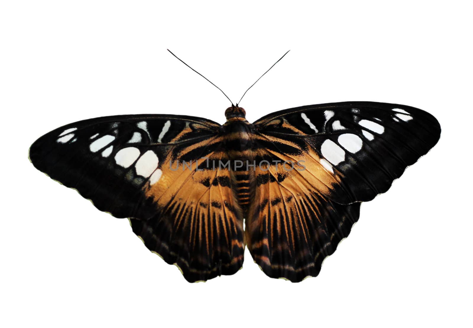 butterfly (The Clipper) with opened wings isolated on white