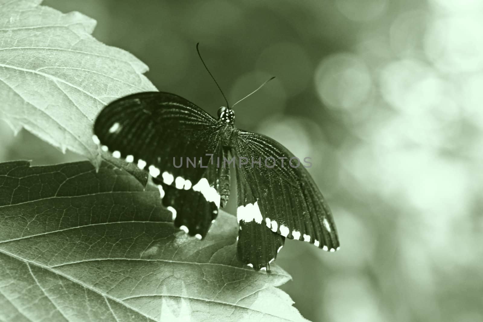 black butterfly sitting on a leaf