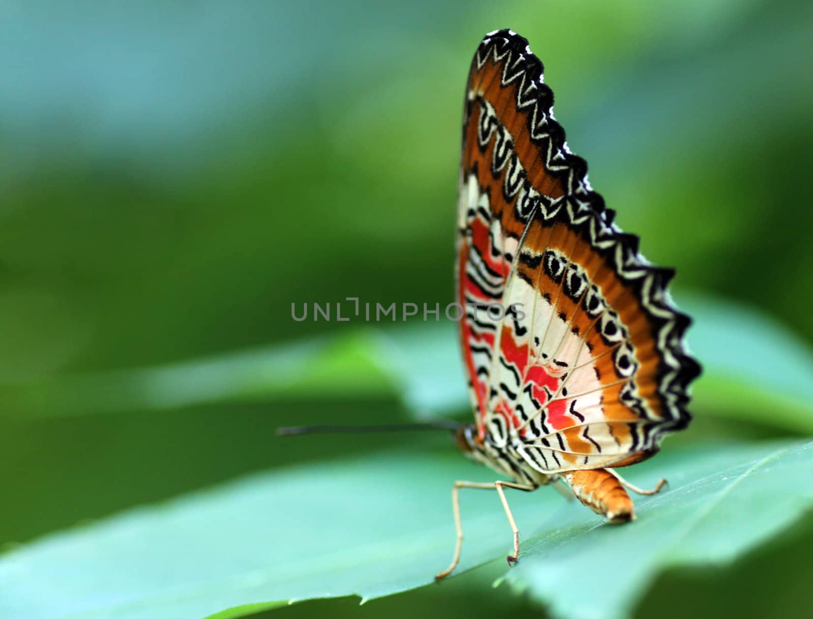 butterfly (Red Lacewing) sitting on a green leaf