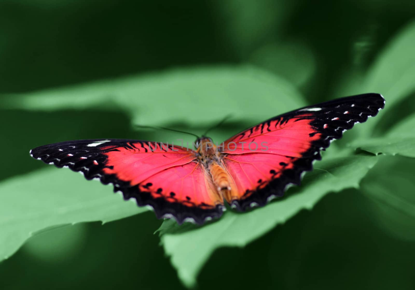 butterfly (Red Lacewing) with opened wings on a green leaf