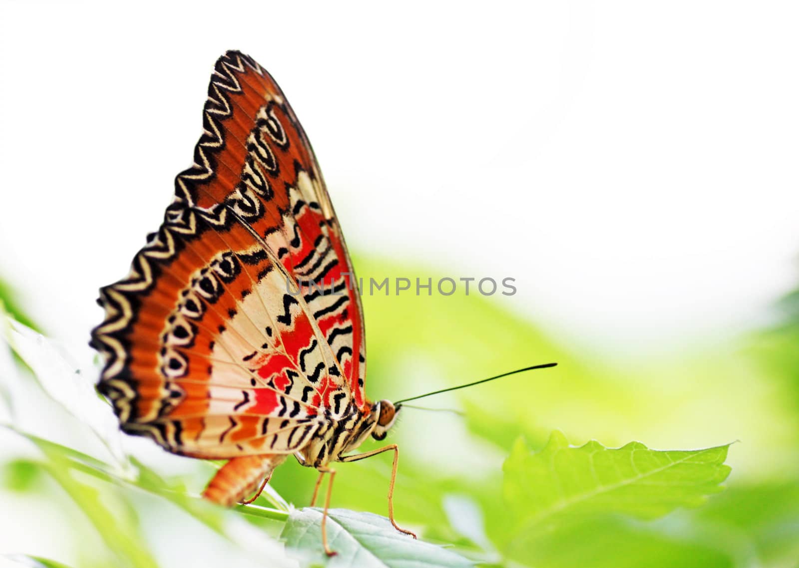 butterfly (Red Lacewing) sitting on a green leaf