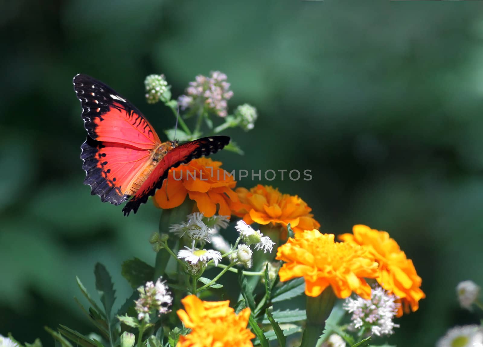 butterfly (Red Lacewing) sitting on flower