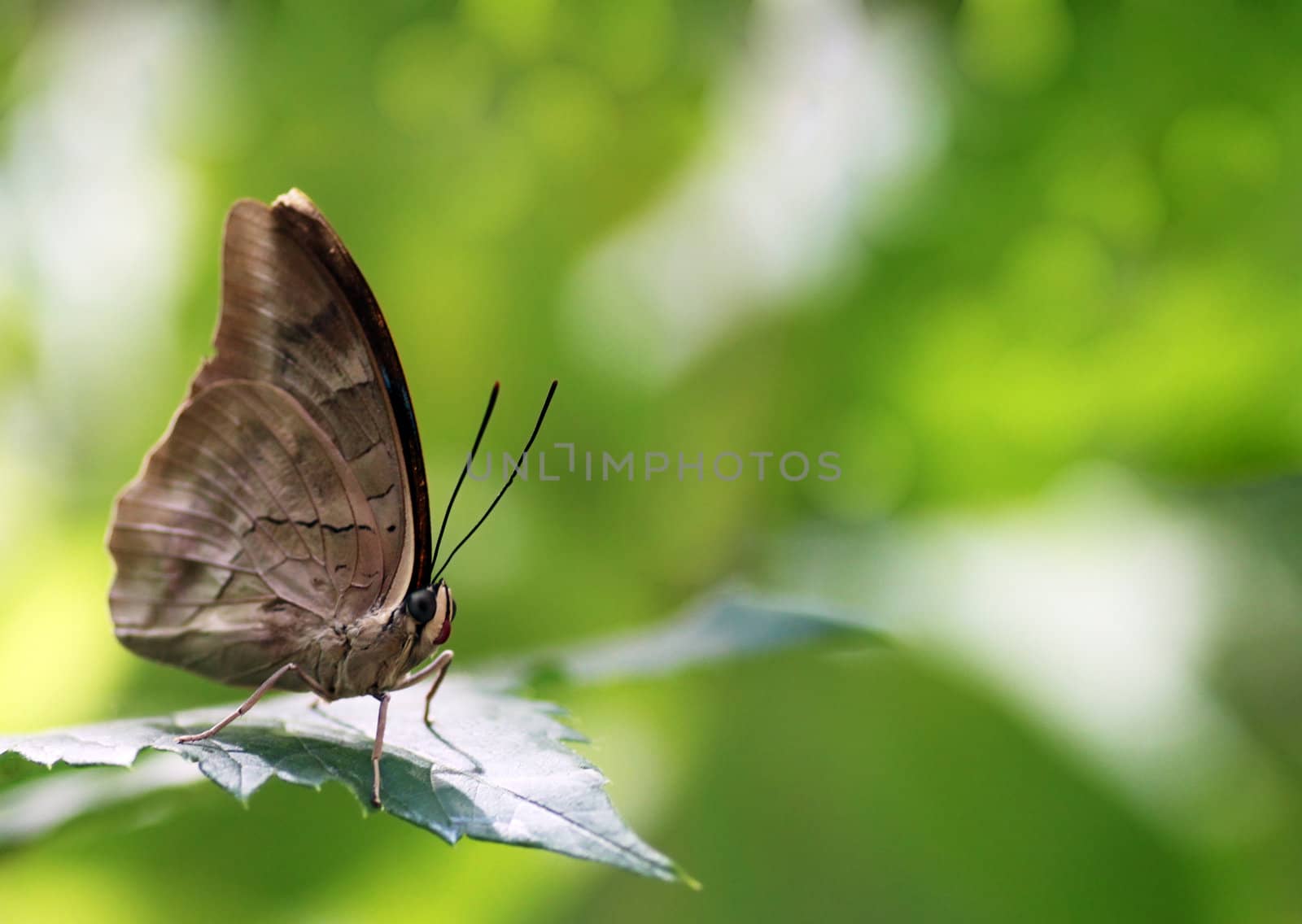butterfly sitting on a leaf