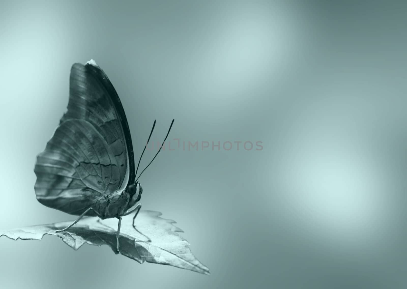 butterfly sitting on a leaf in blue color
