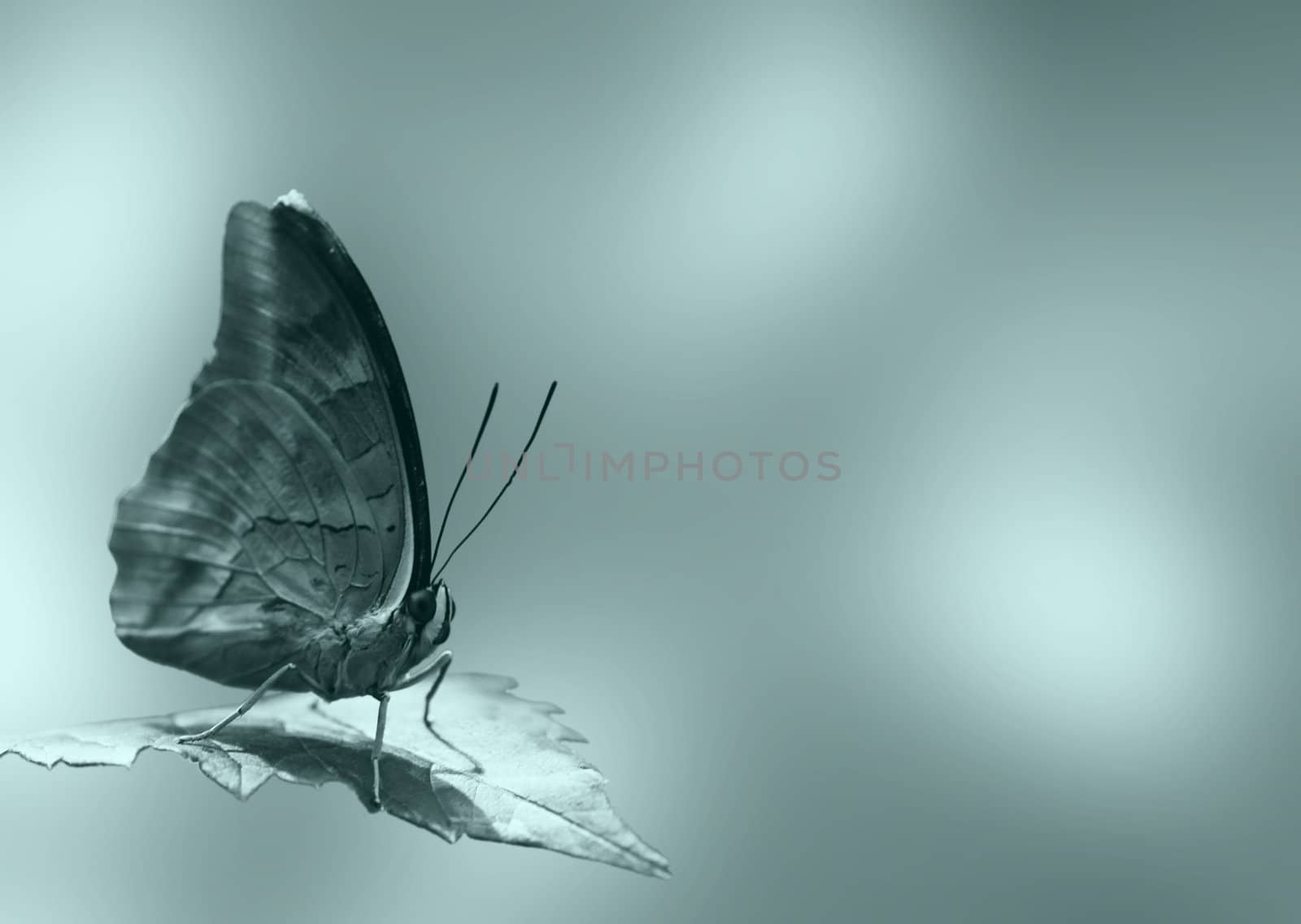 butterfly by romantiche