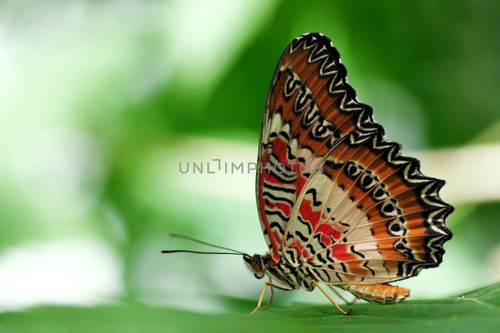 butterfly (Red Lacewing) sitting on a green leaf