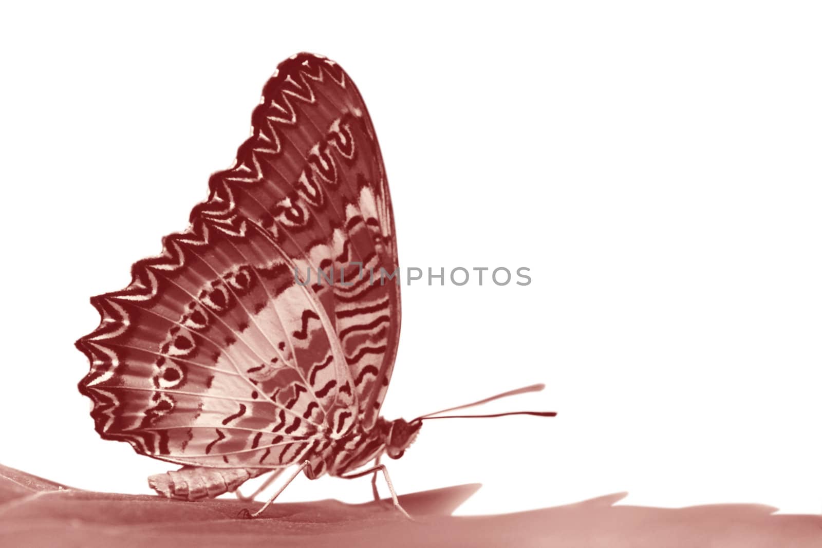 butterfly (Red Lacewing) sitting on a leaf