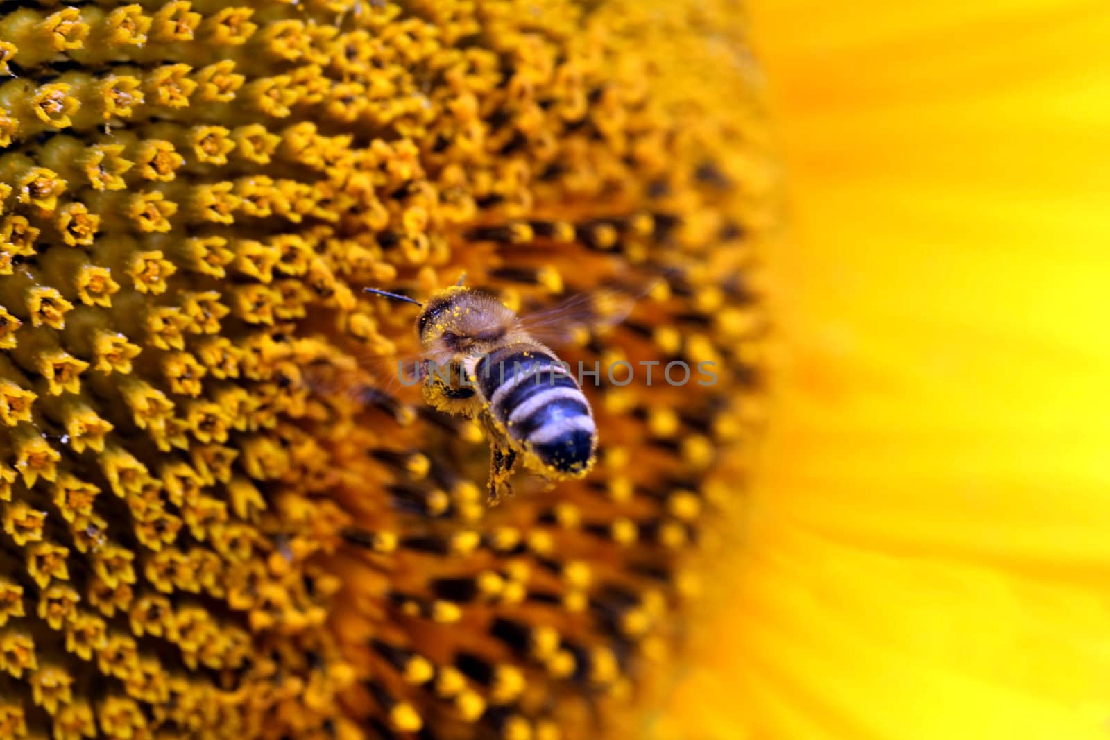 bee flying to sunflower by romantiche