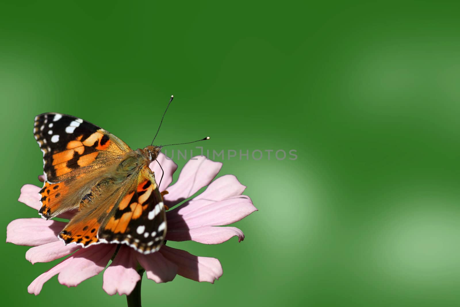 butterfly (Painted Lady) on flower over green background
