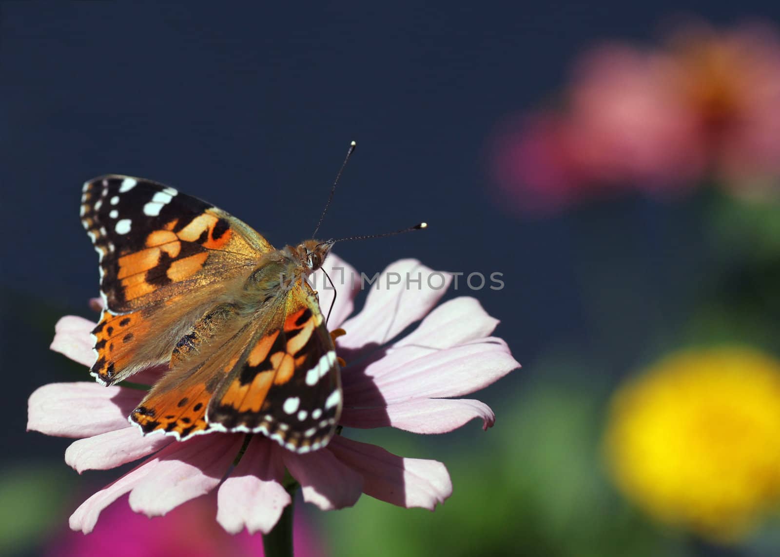 butterfly (Painted Lady) on flower in a garden
