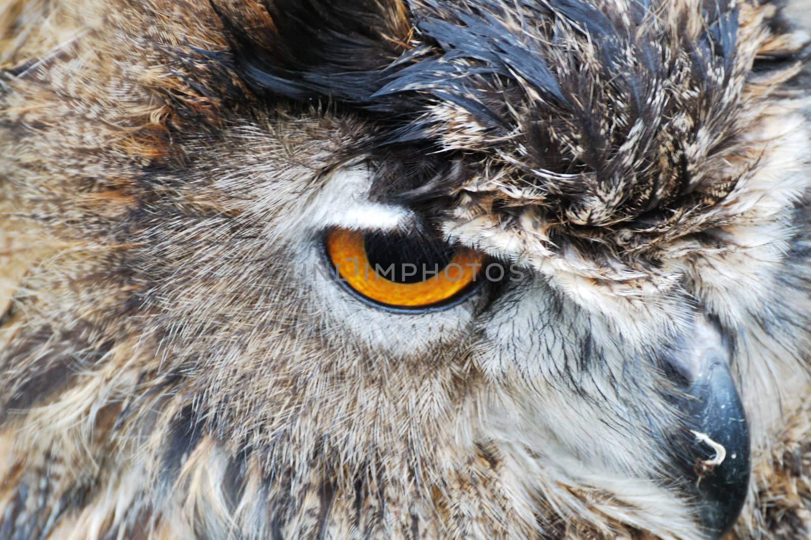 close up of owl head