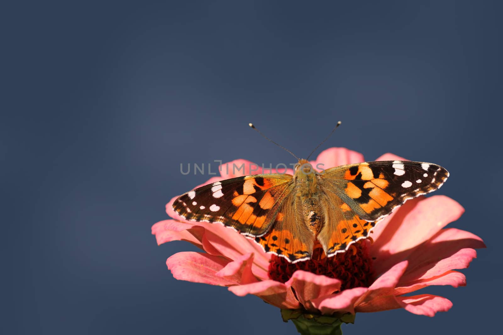 butterfly (Painted Lady) on flower over dark blue background
