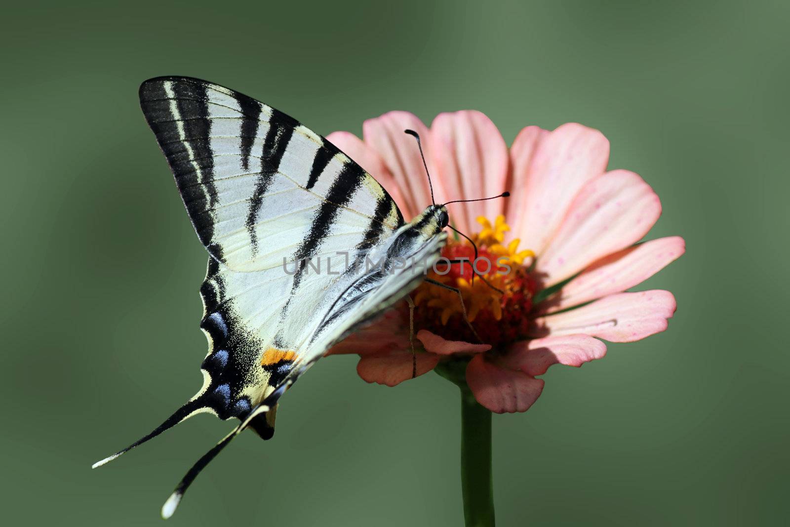 butterfly  Scarce Swallowtail  with opened wings on flower  zinnia