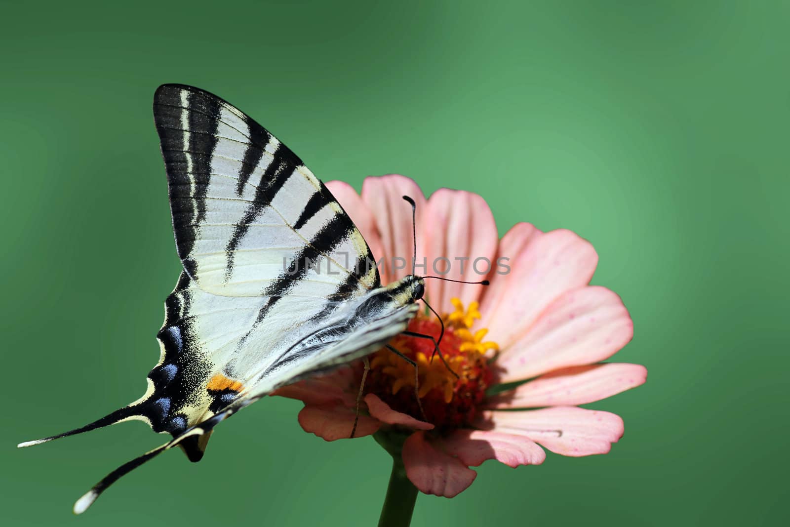 butterfly  Scarce Swallowtail on flower  zinnia
