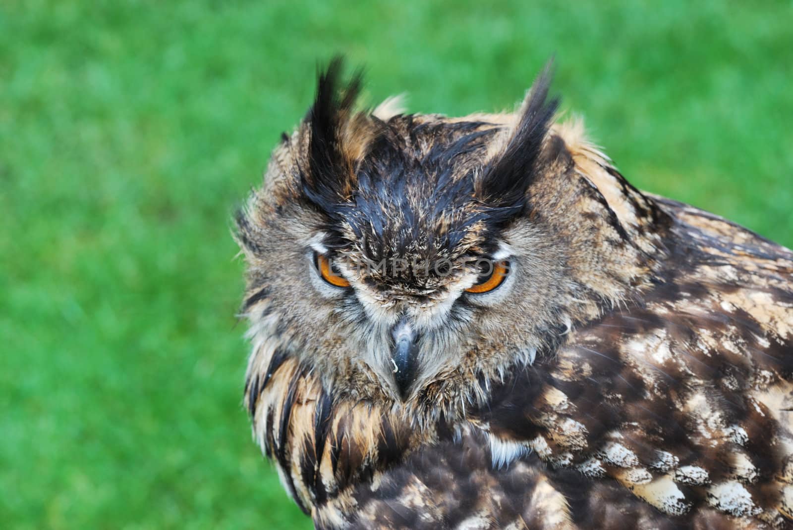 head of owl