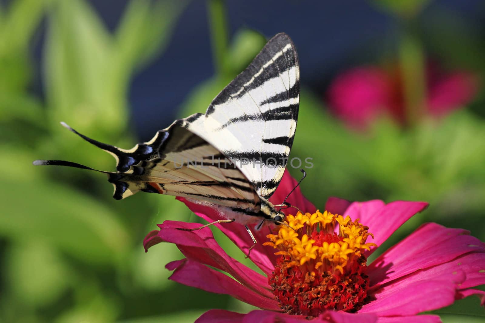 butterfly  Scarce Swallowtail on flower  zinnia