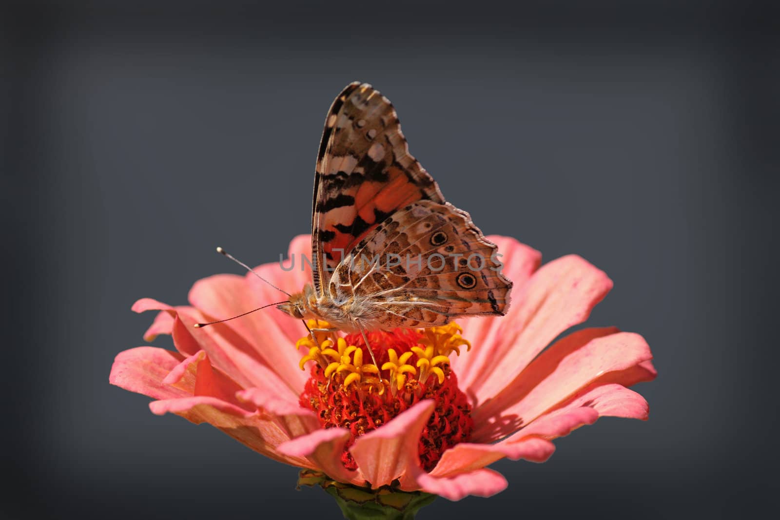 butterfly (Painted Lady) on flower over dark background