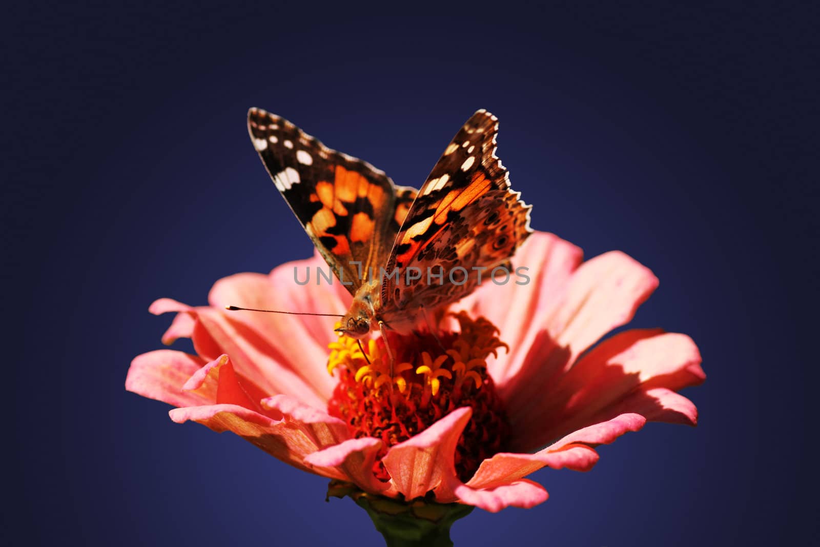 butterfly (Painted Lady) on flower over dark background