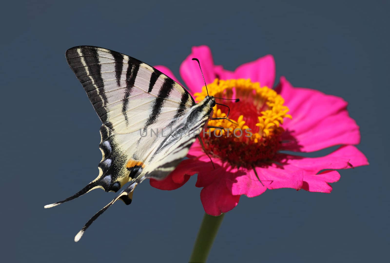 butterfly (Scarce Swallowtail) sitting on zinnia