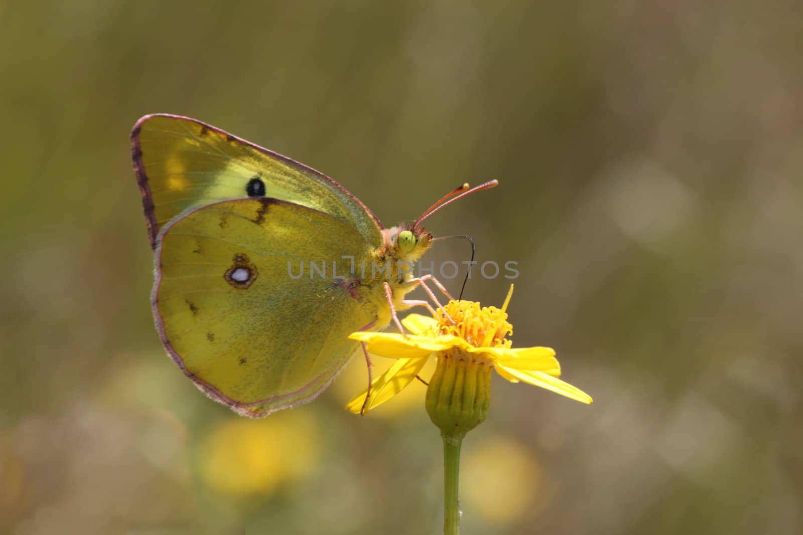 brimstone butterfly on a wild flower