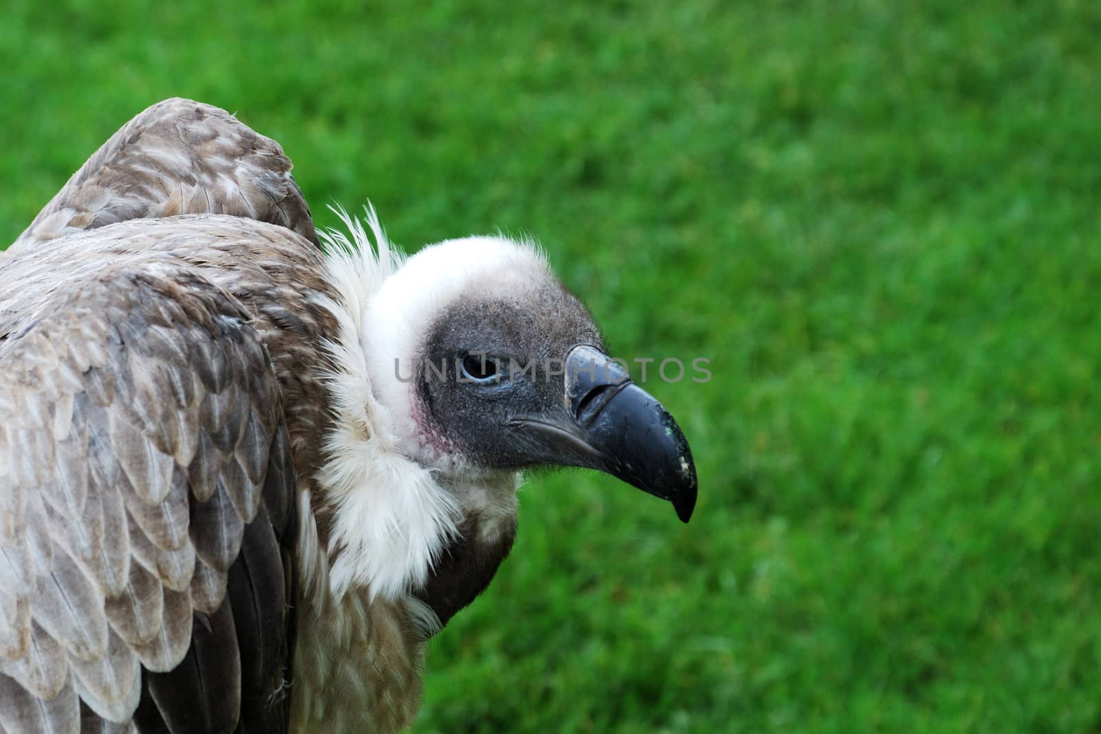 Head of vulture by pauws99