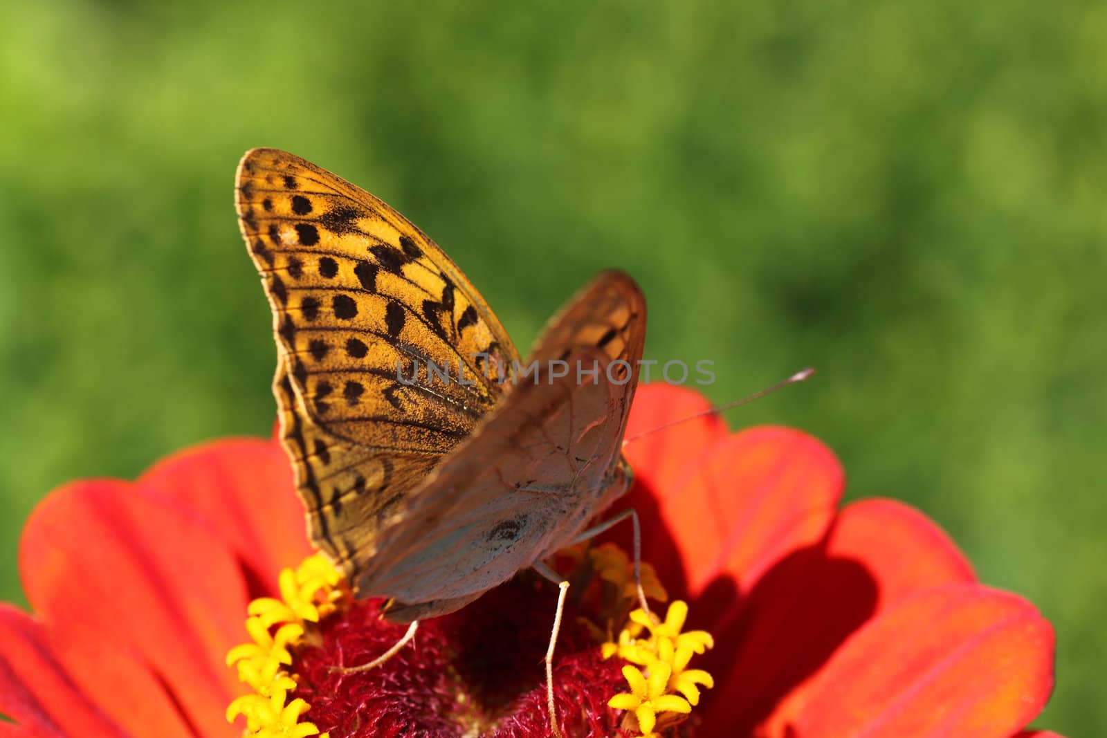 butterfly (Silver-washed Fritillary) sitting on flower (zinnia)