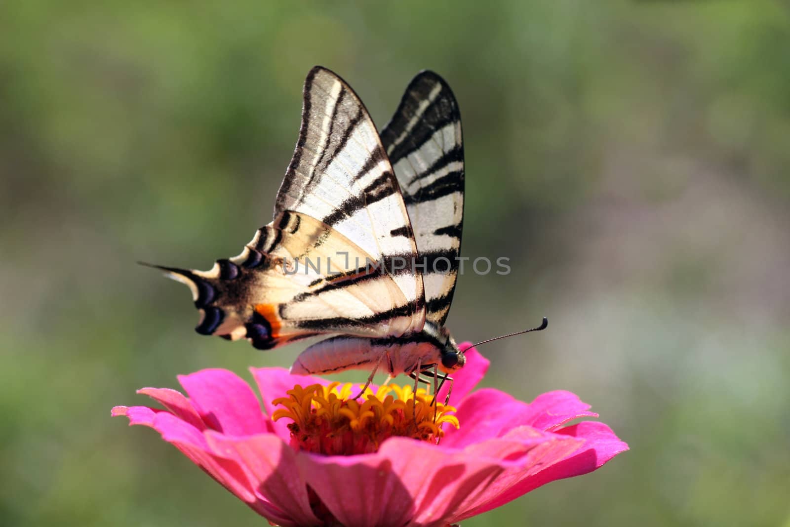 butterfly (Scarce Swallowtail) sitting on zinnia