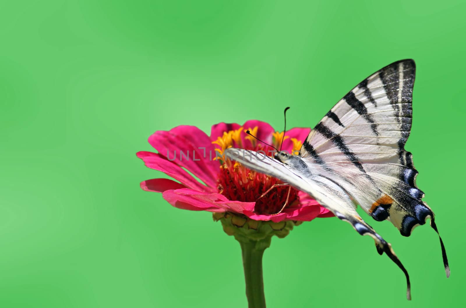 butterfly (Scarce Swallowtail) on flower