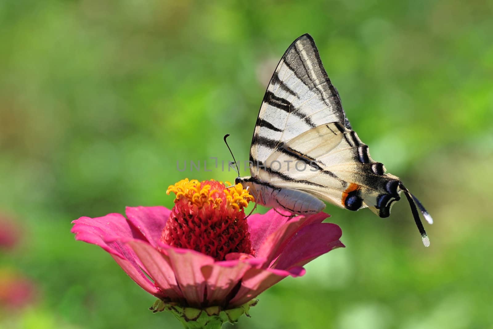 butterfly (Scarce Swallowtail) sitting on zinnia