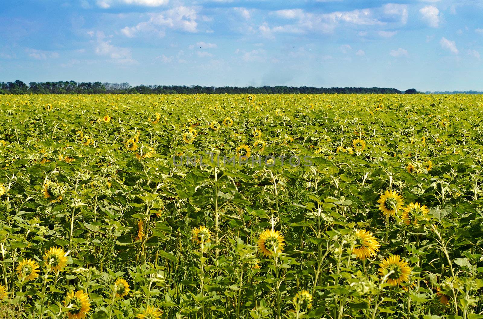 field of sunflowers by ssuaphoto