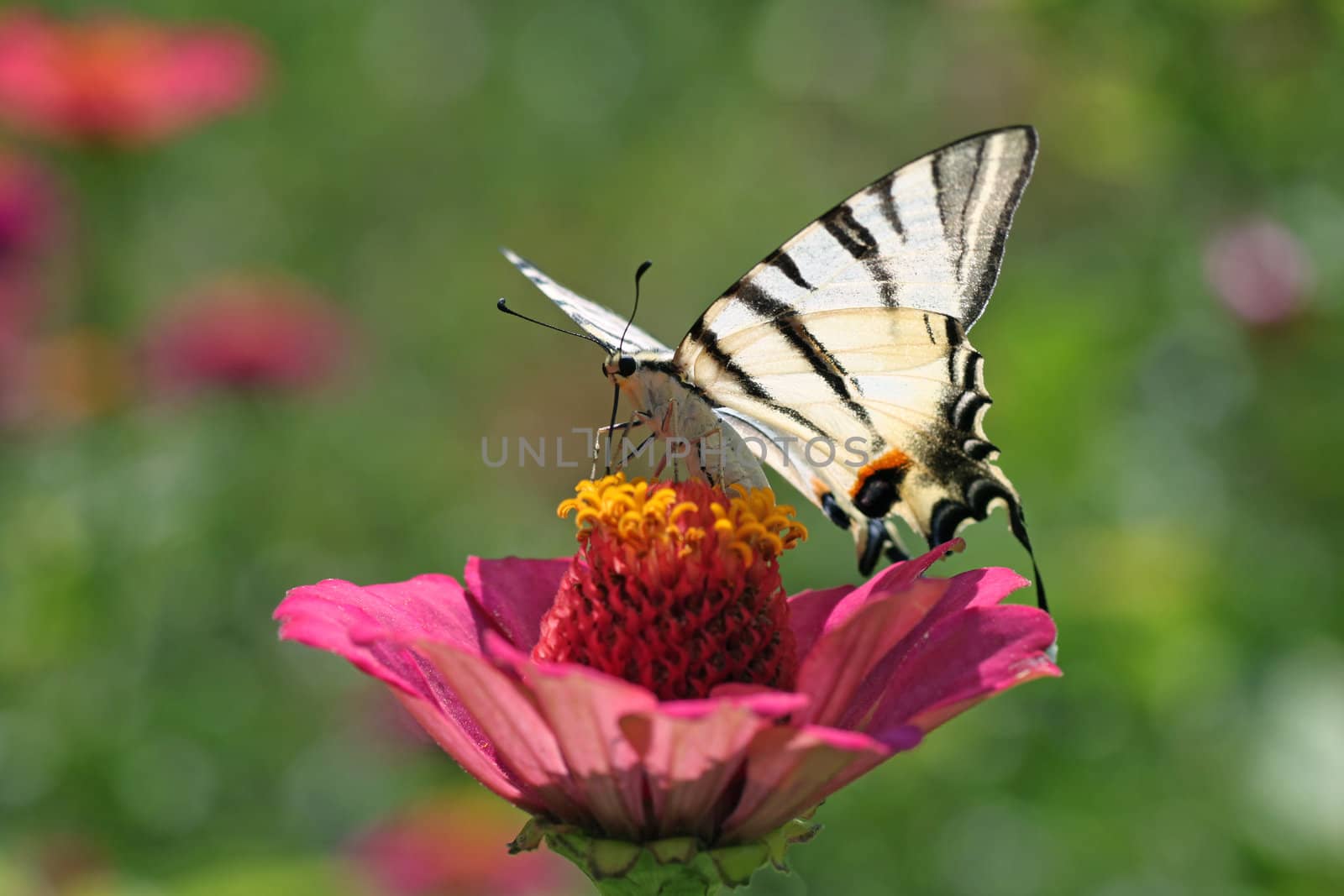 butterfly (Scarce Swallowtail) sitting on flower (zinnia)