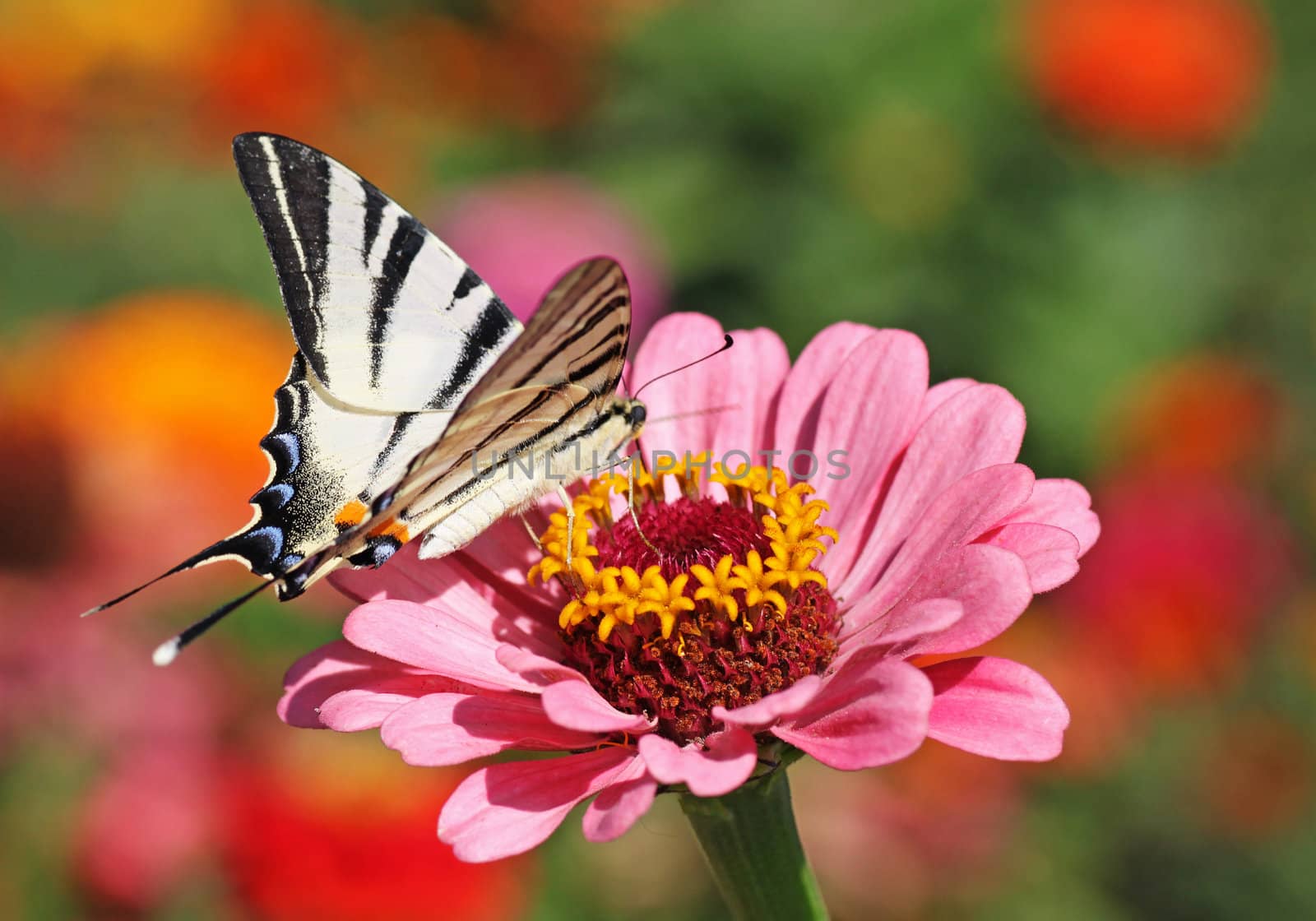 butterfly (Scarce Swallowtail) sitting on zinnia