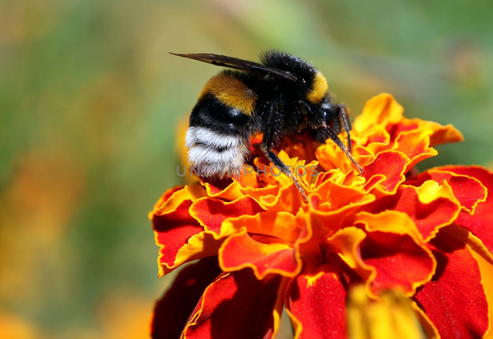 bumblebee on flower by romantiche