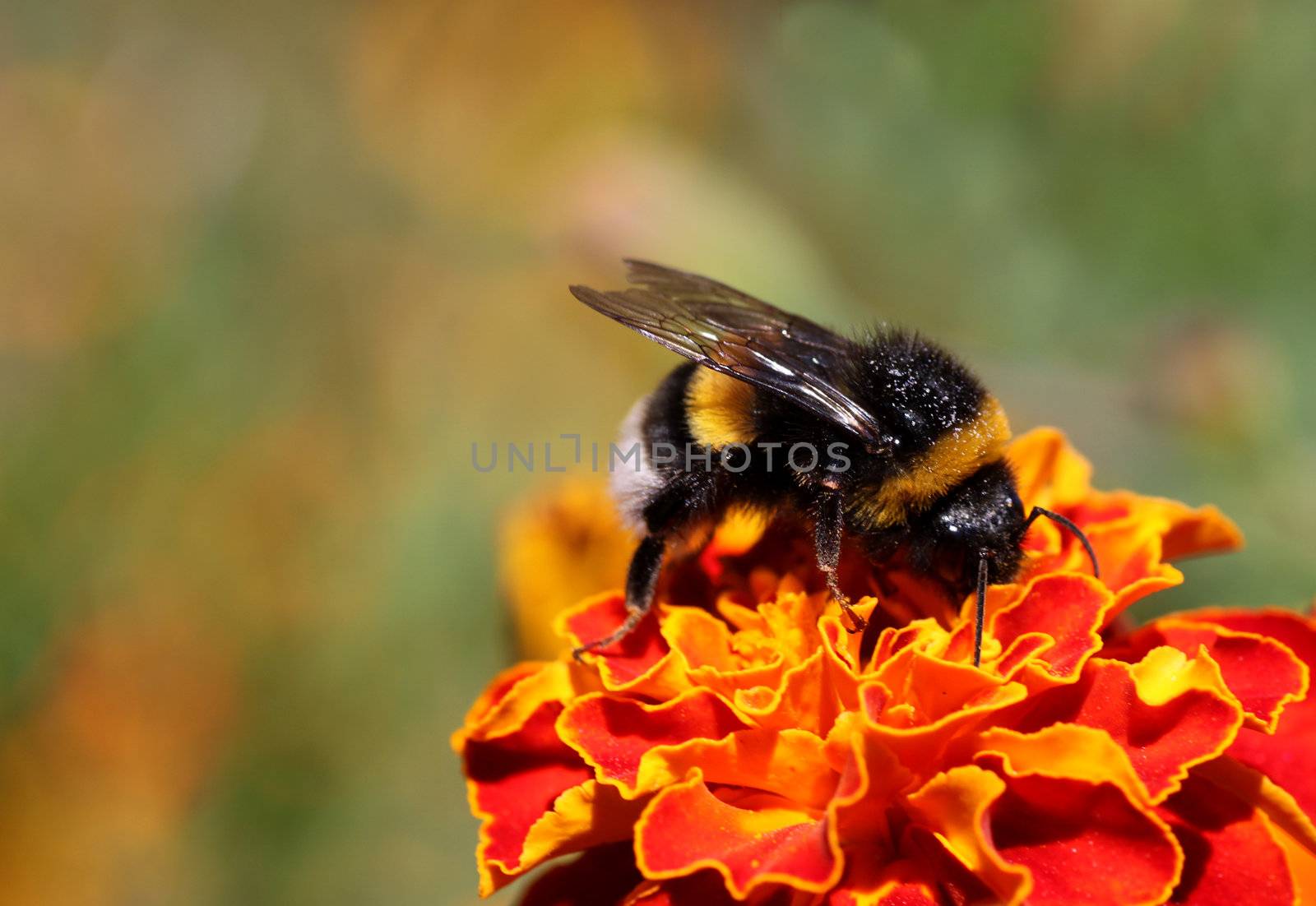 bumblebee on marigold by romantiche