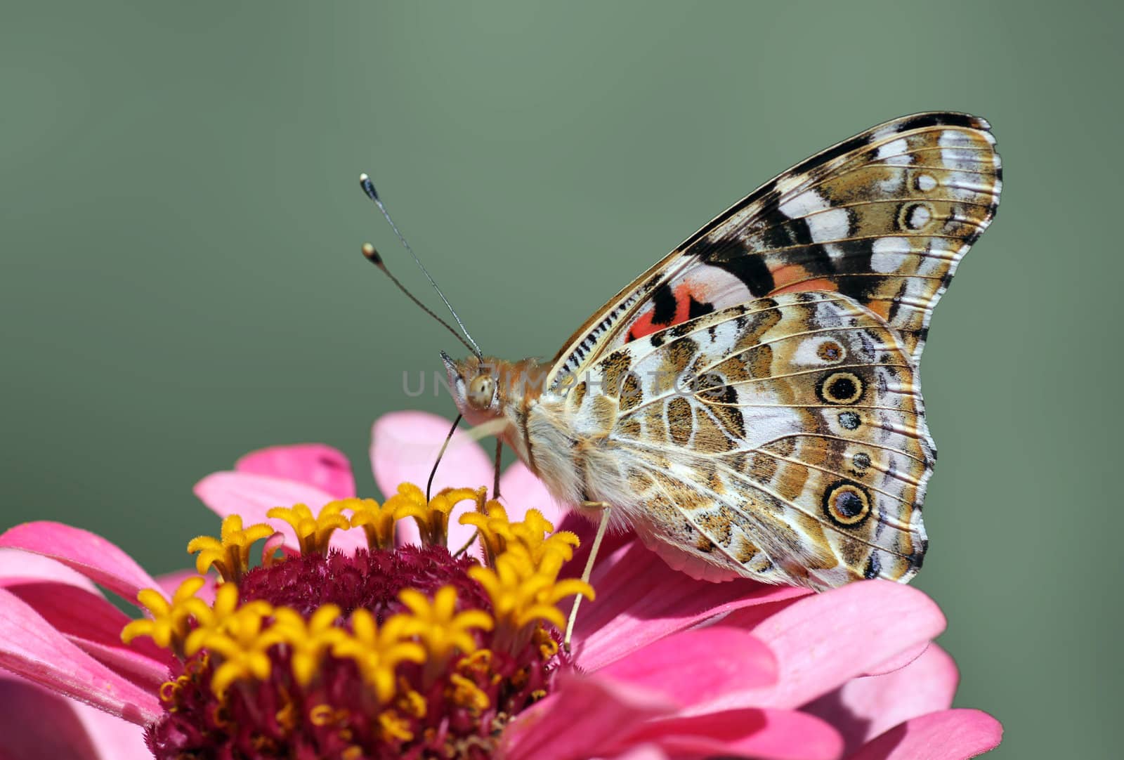 butterfly on flower by romantiche