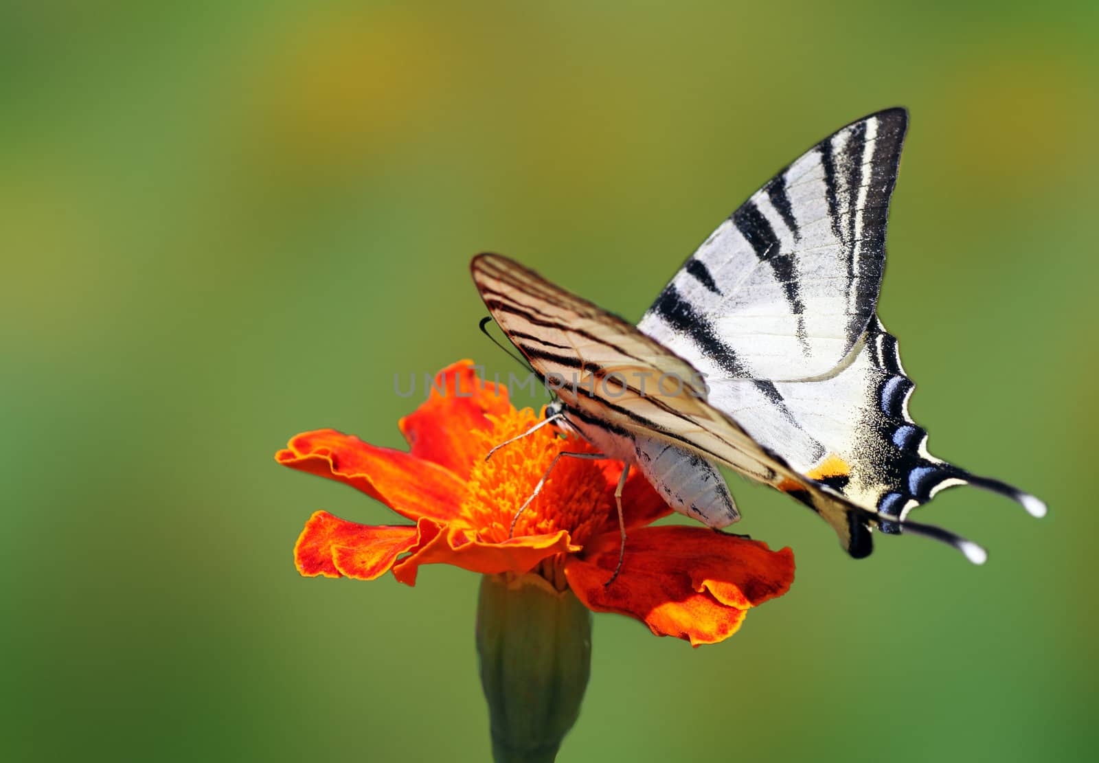 butterfly  Scarce Swallowtail by romantiche