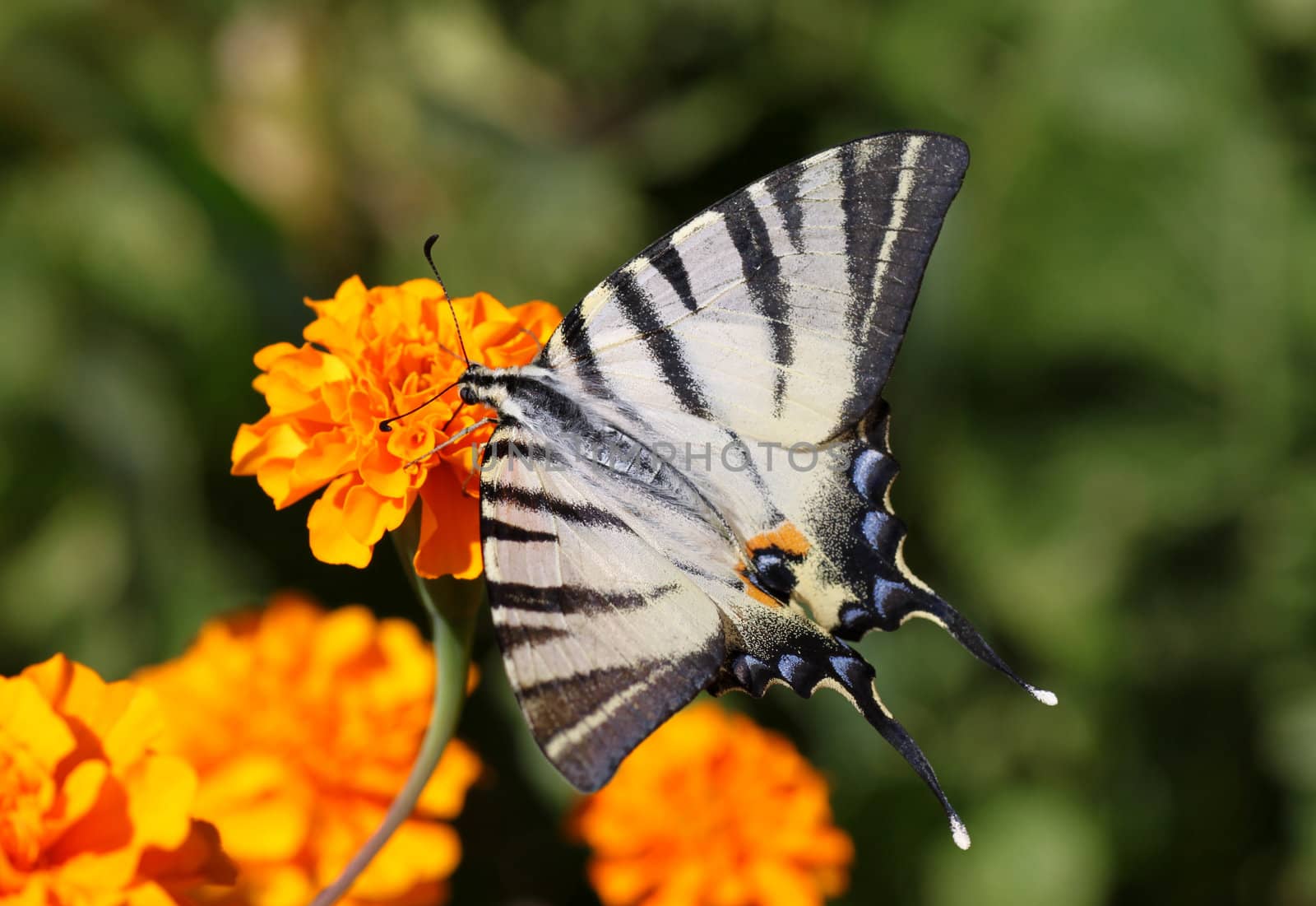 butterfly (Scarce Swallowtail) sitting on marigold flower