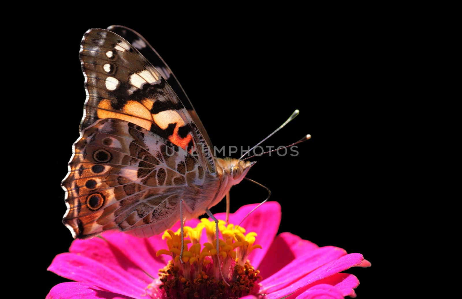 butterfly (Painted Lady) on flower isolated on black