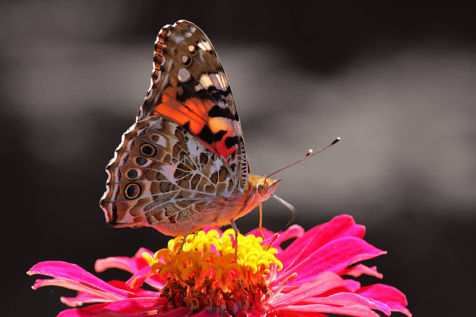 butterfly  Painted Lady  on flower over black background
