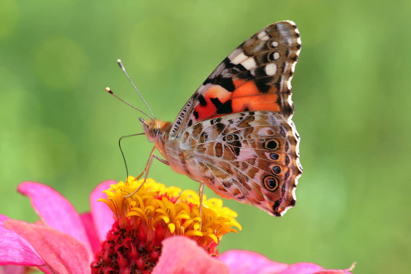 butterfly (Painted Lady) on flower (zinnia)