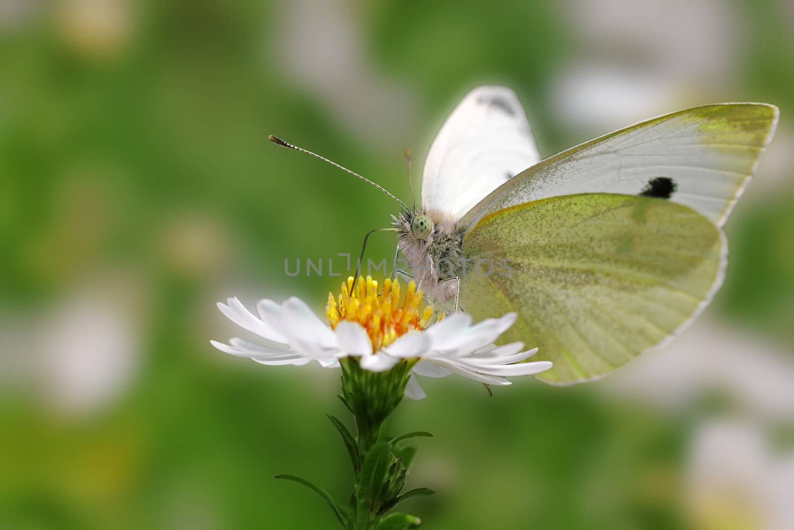 white cabbage butterfly sitting on a wild flower